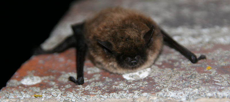 Chauve souris